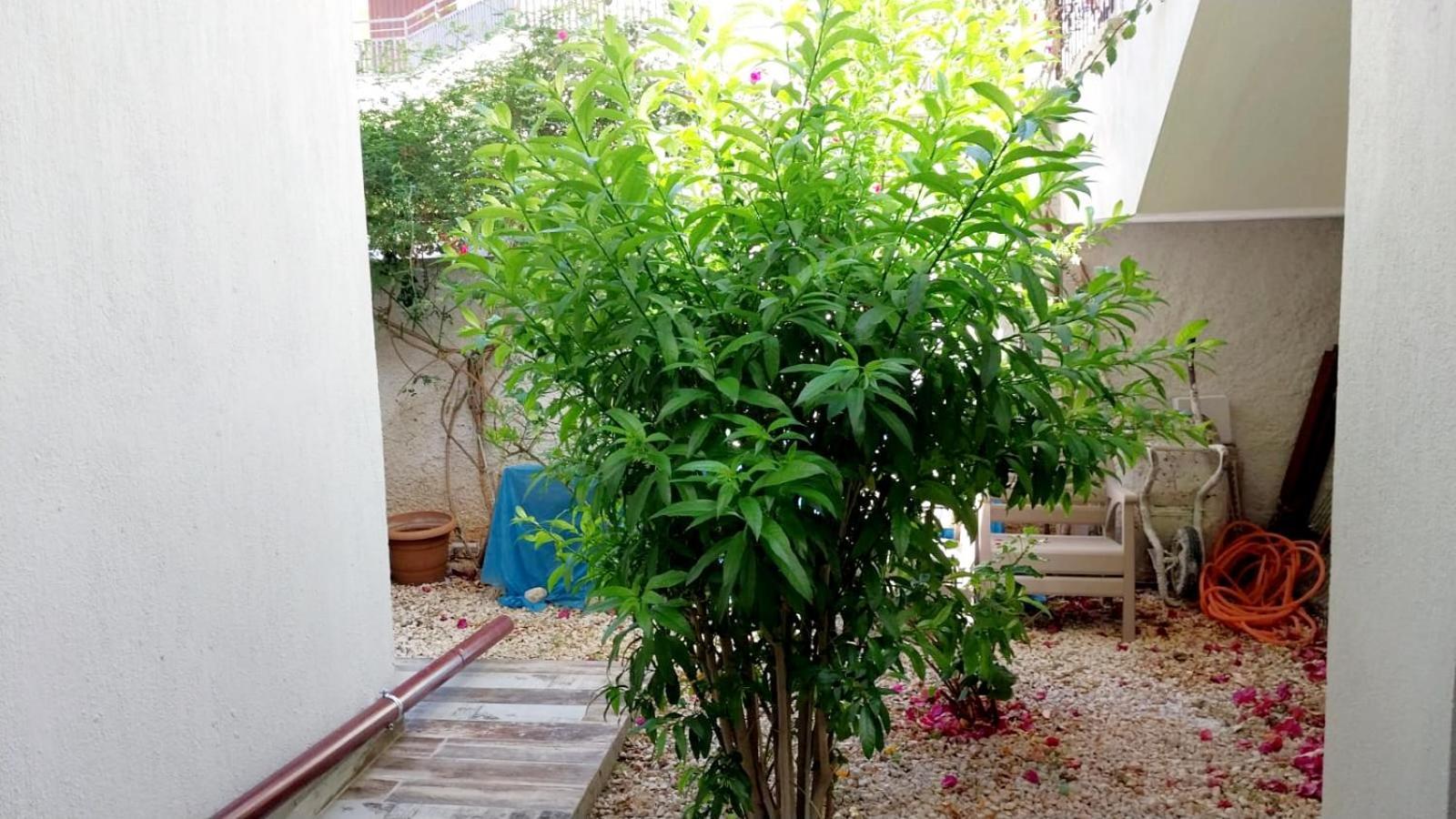 Sanisu Pansiyon Kaş Oda fotoğraf